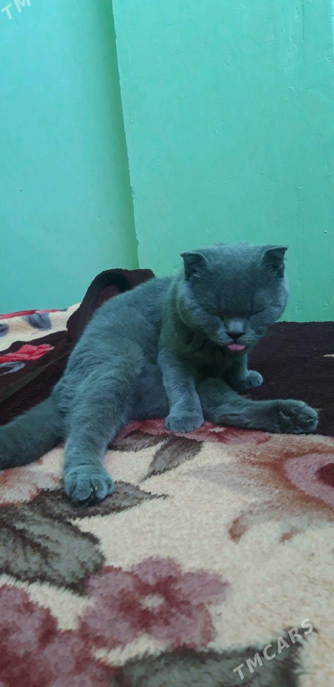 кошка - Туркменбаши - img 6