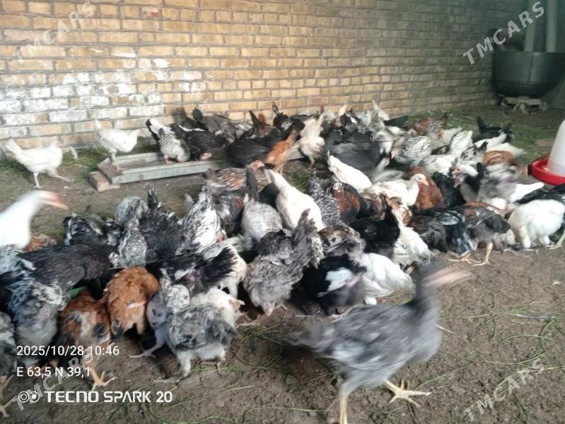 Jüýje - Türkmenabat - img 2