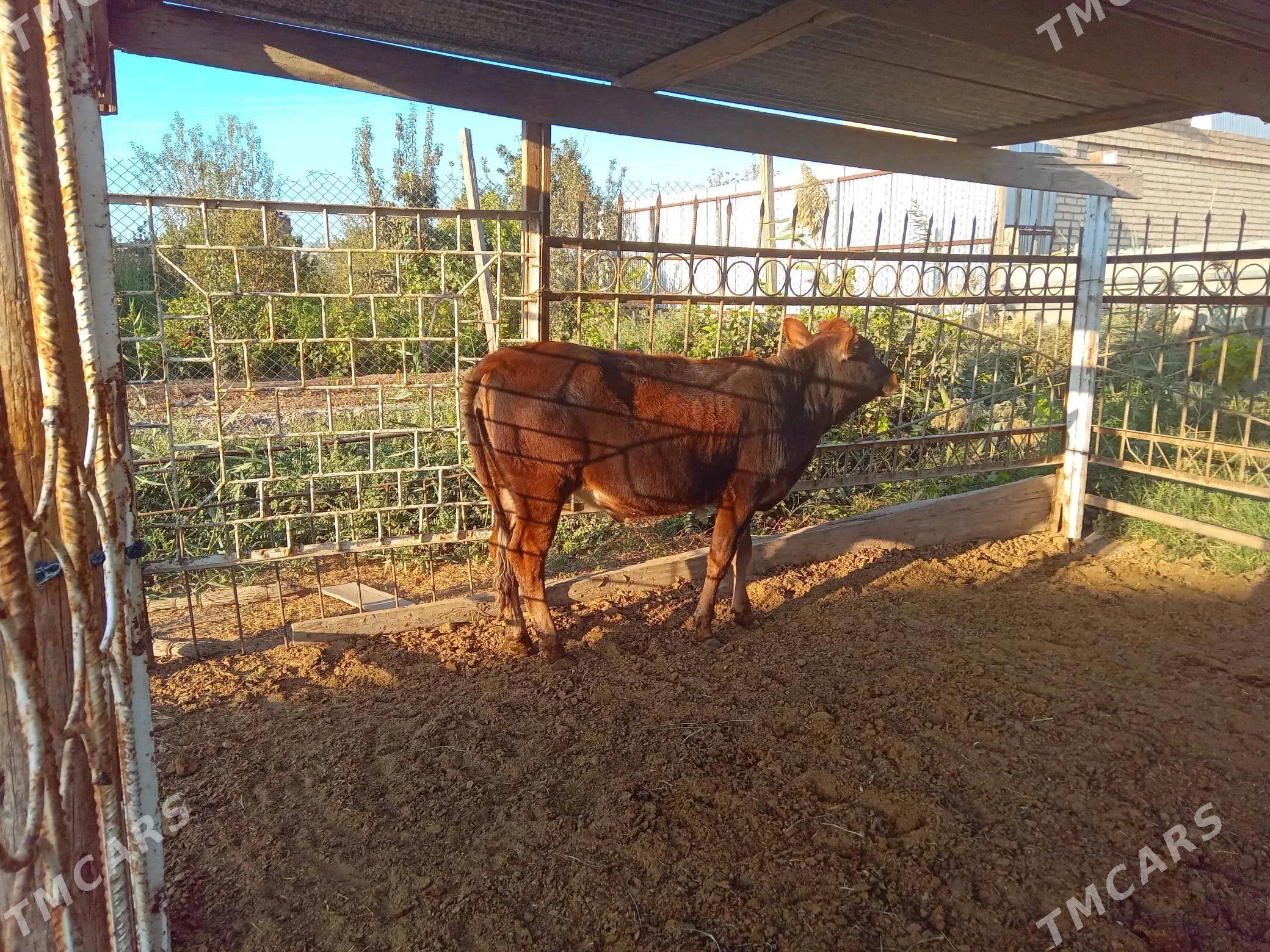 gulajyn - Mary - img 8