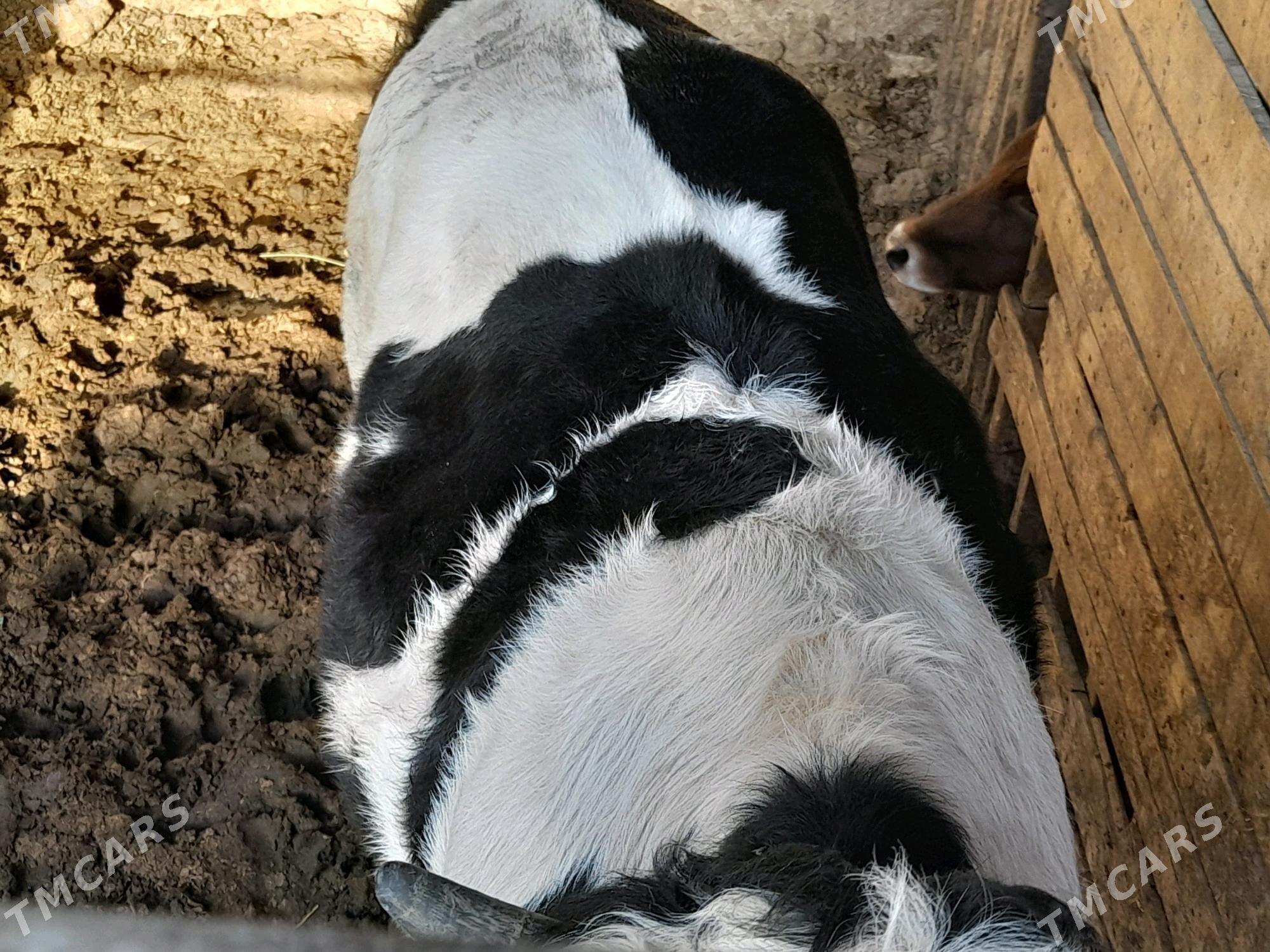 Okuz - Aşgabat - img 4