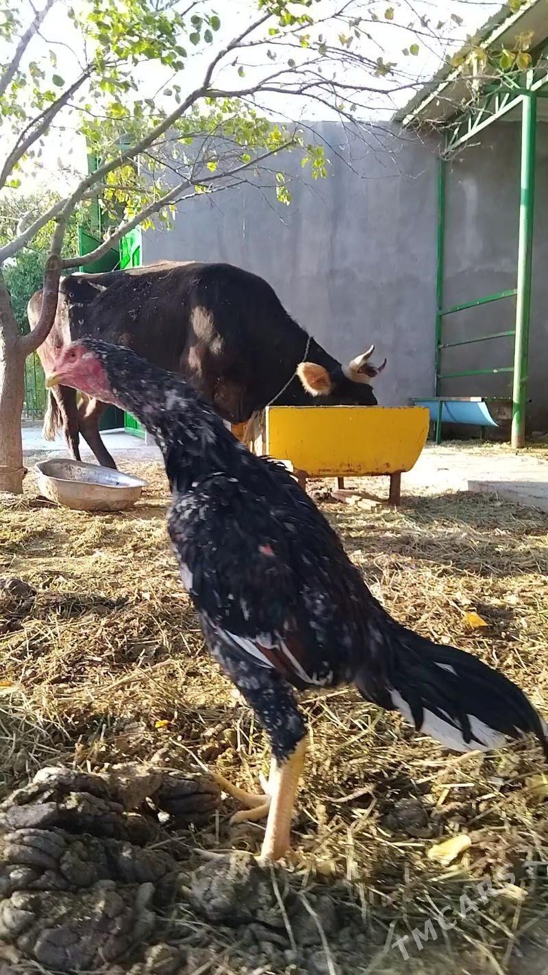 taşkent - Тязе заман - img 6