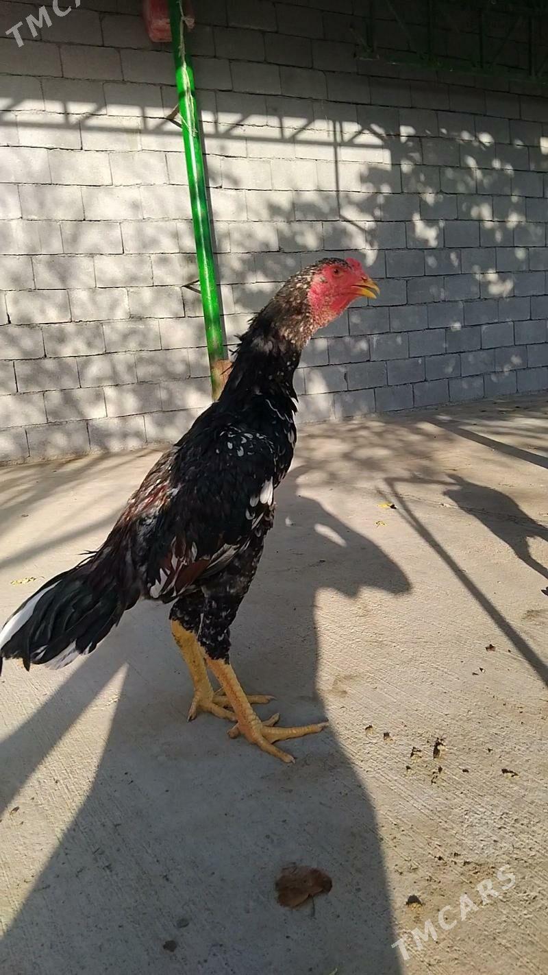 taşkent - Тязе заман - img 1