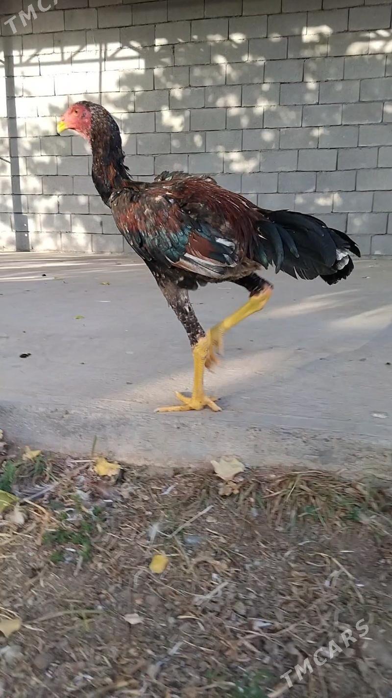 taşkent - Тязе заман - img 4