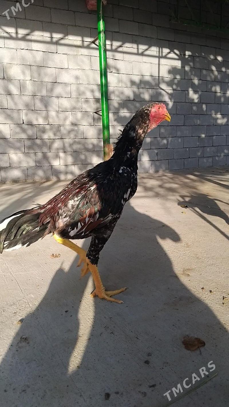 taşkent - Тязе заман - img 7