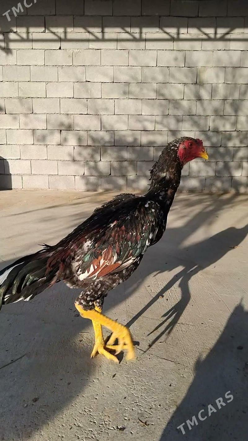 taşkent - Тязе заман - img 8