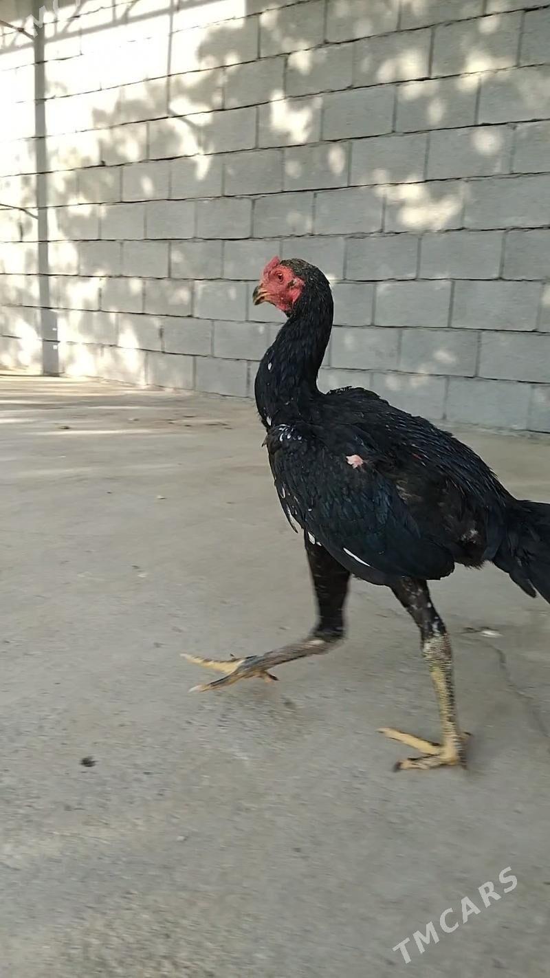 taşkent - Тязе заман - img 3