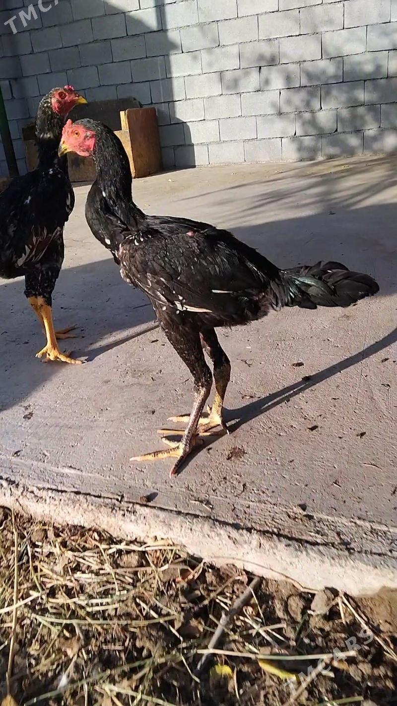 taşkent - Тязе заман - img 2