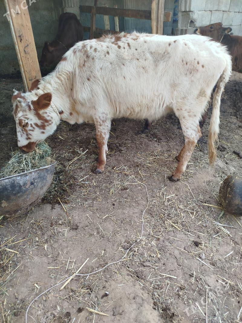 tuwe - Гарадамак Шор - img 1