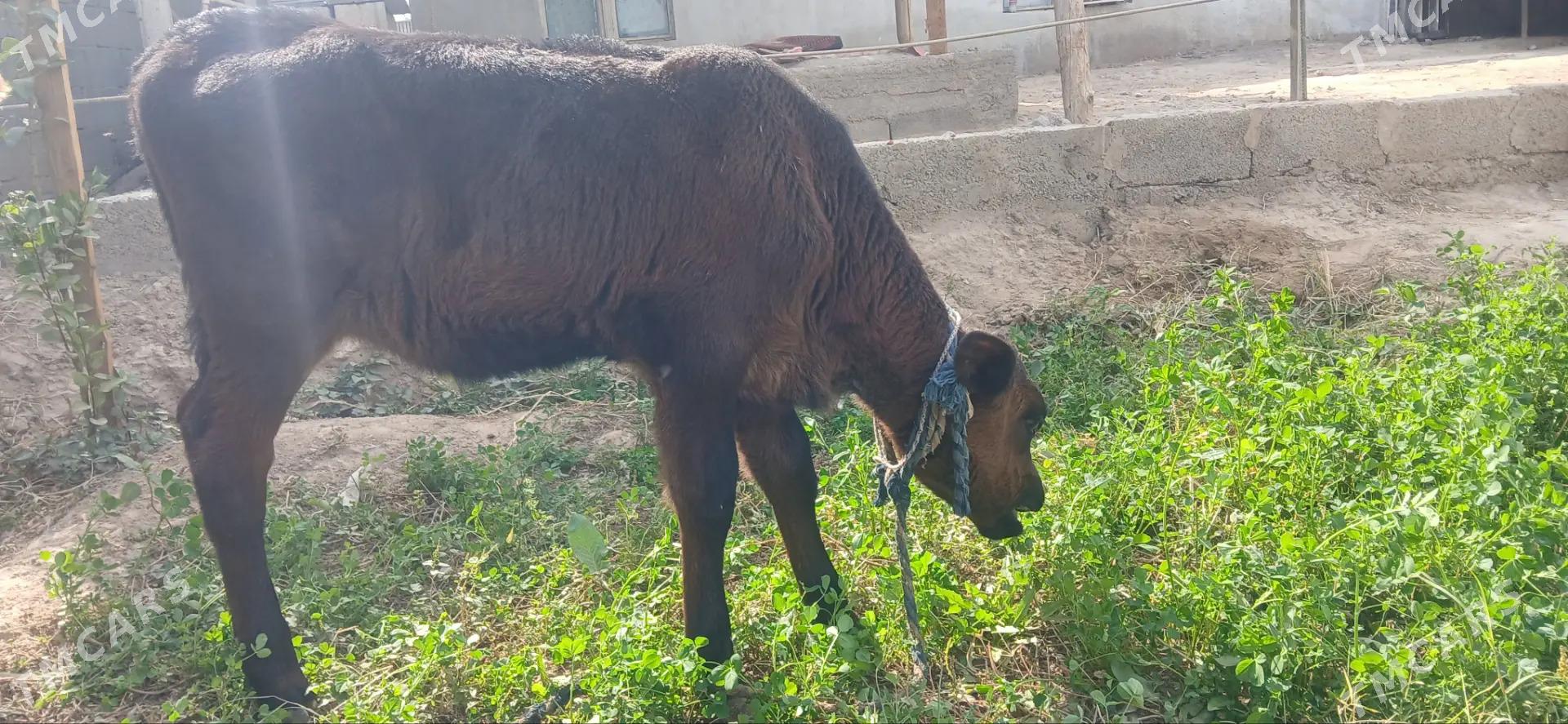 tuwe okuz ikisi bile - Aşgabat - img 1