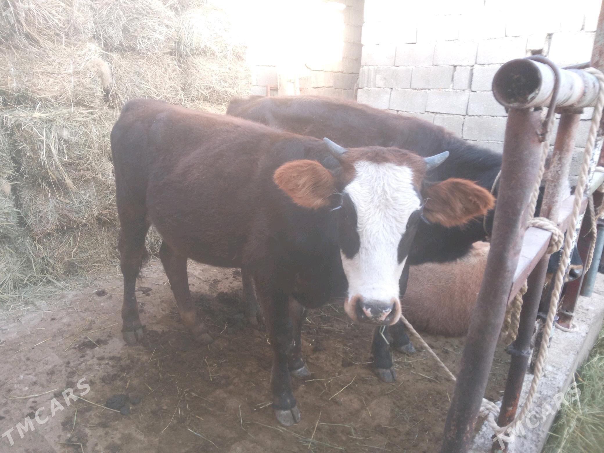 tüwe - Гёкдепе - img 2