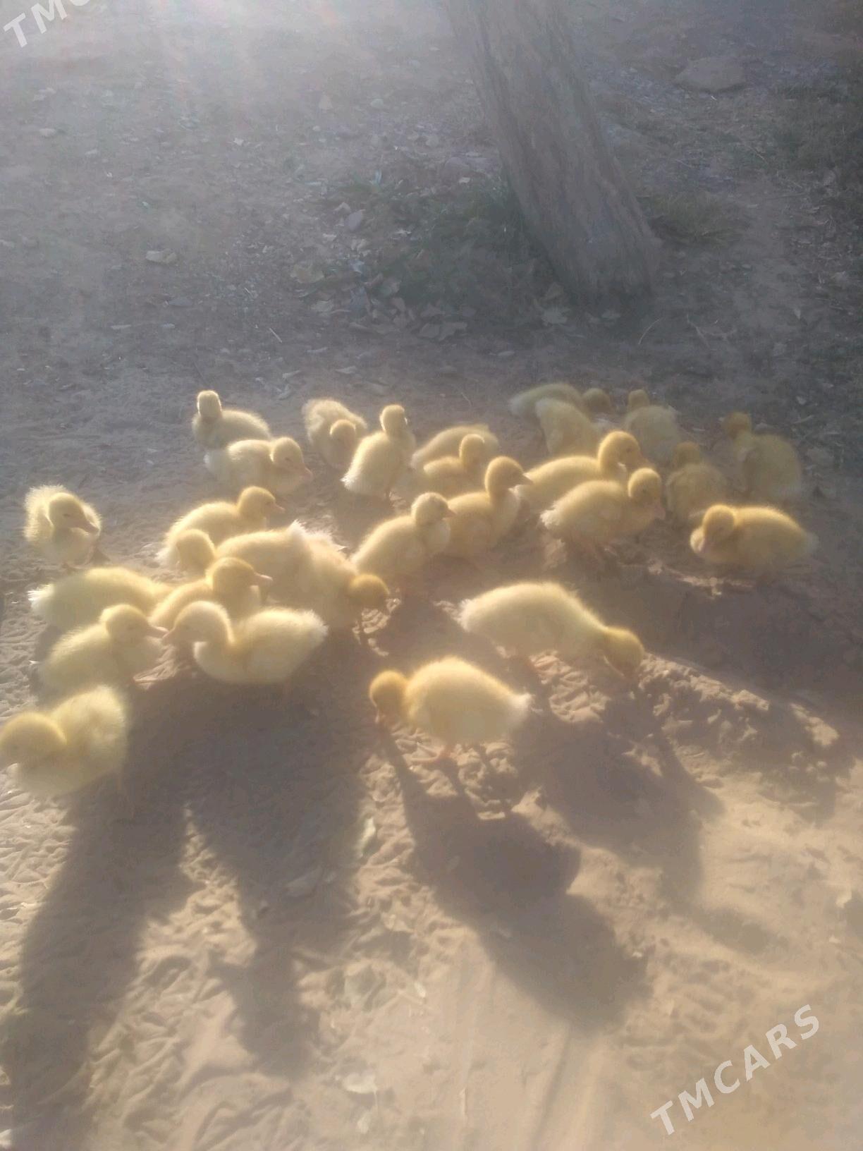 ördek juyje - Бахарден - img 2