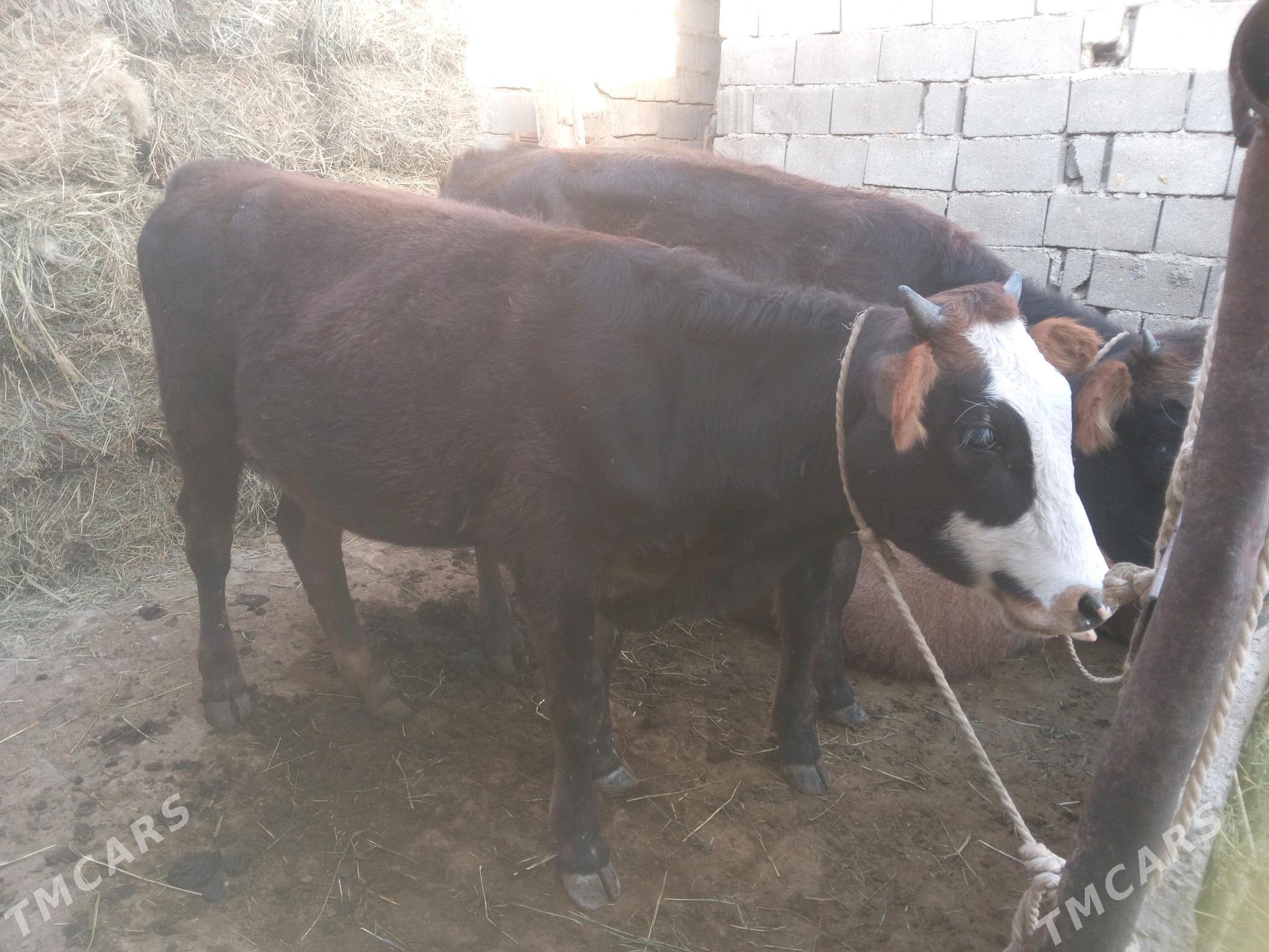 tüwe - Гёкдепе - img 3