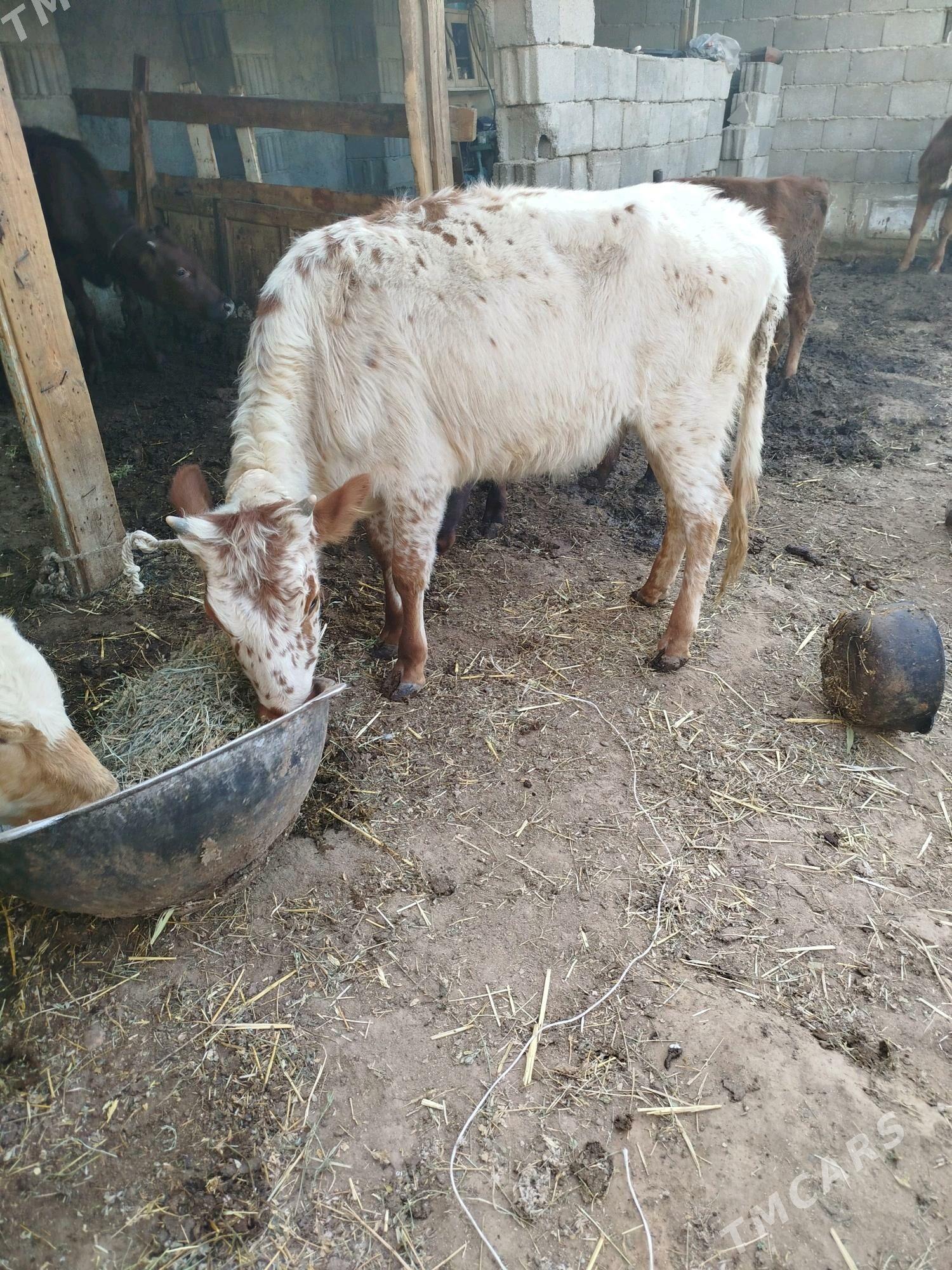 tuwe - Гарадамак Шор - img 2