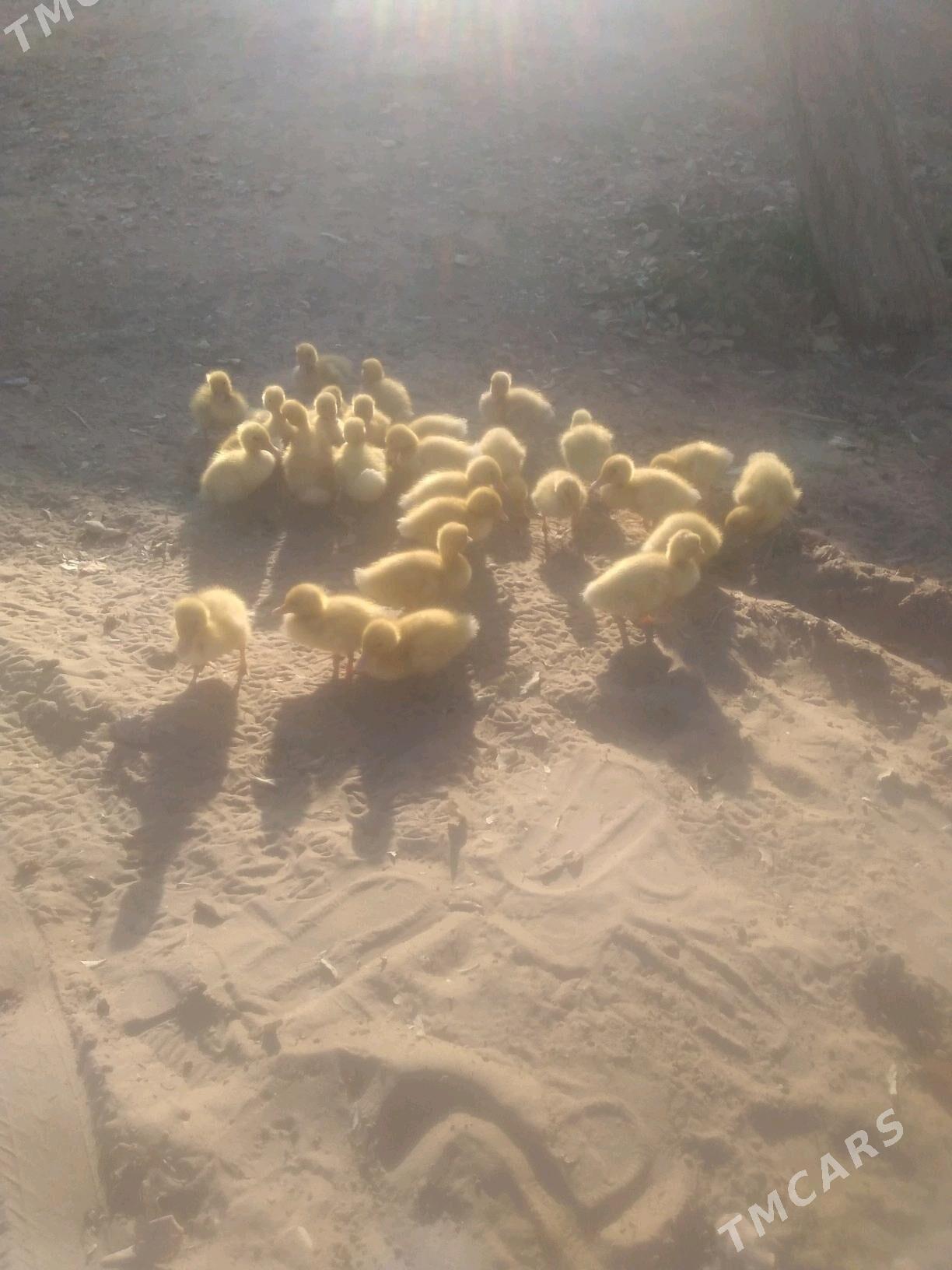 ördek juyje - Бахарден - img 1