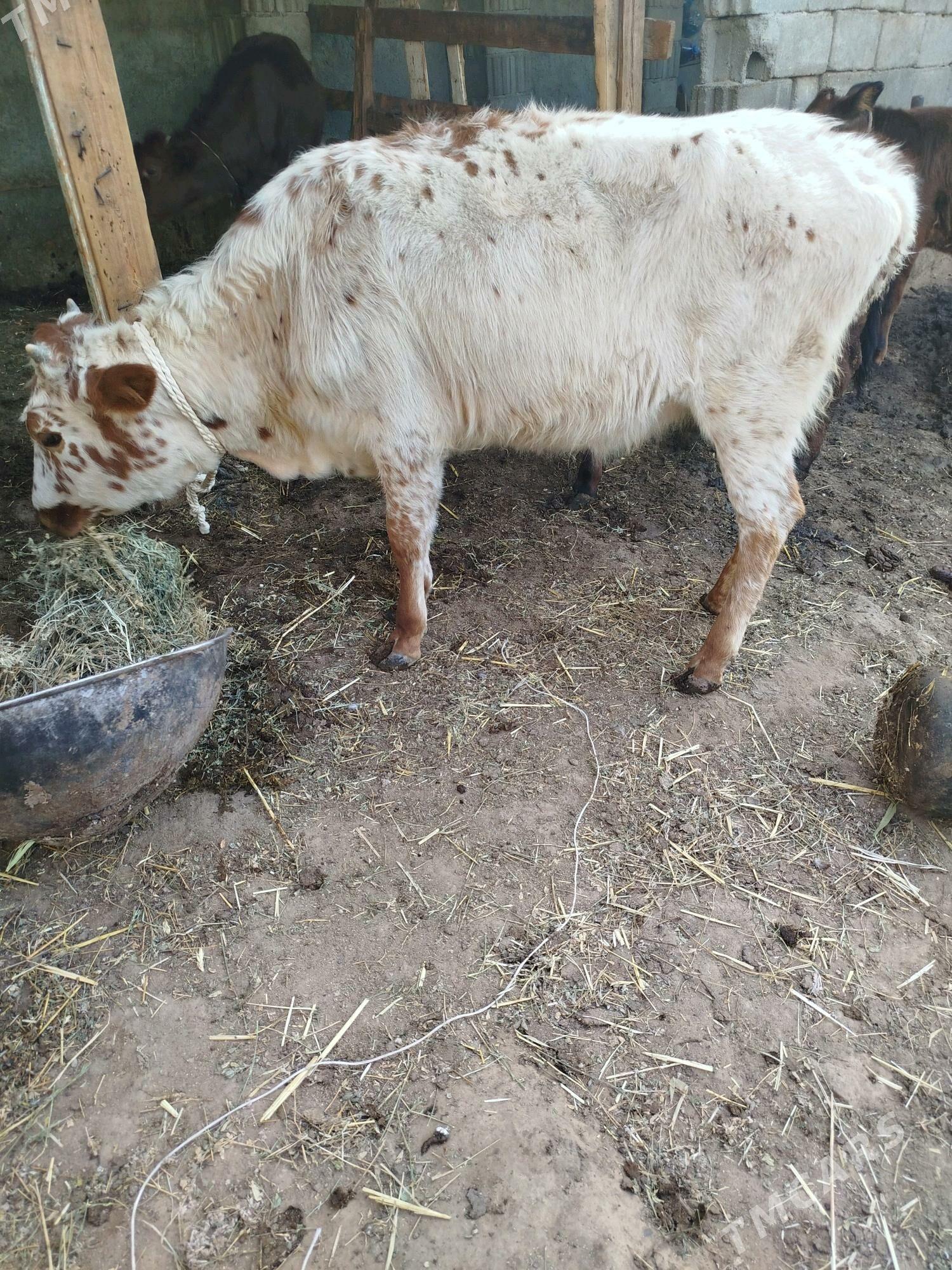 tuwe - Гарадамак Шор - img 3