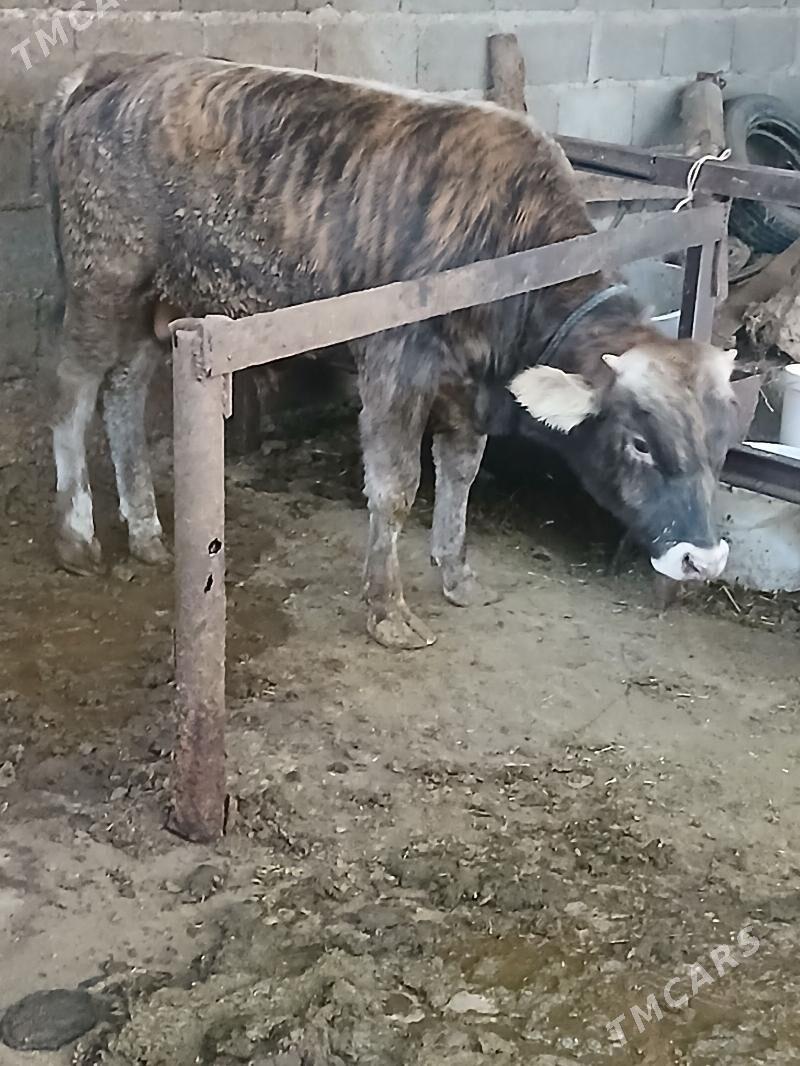 õkiz - Бахарден - img 2