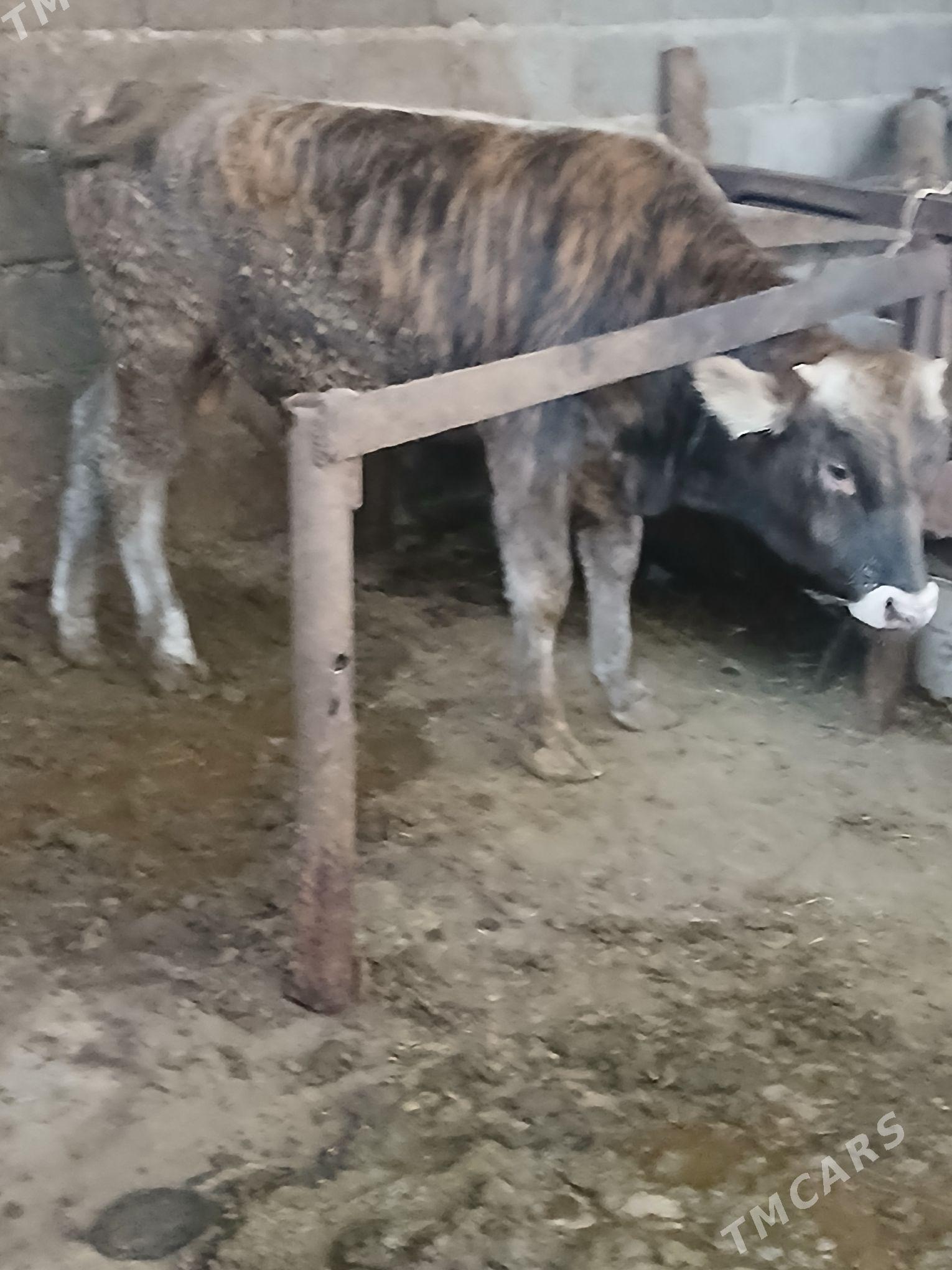 õkiz - Бахарден - img 3