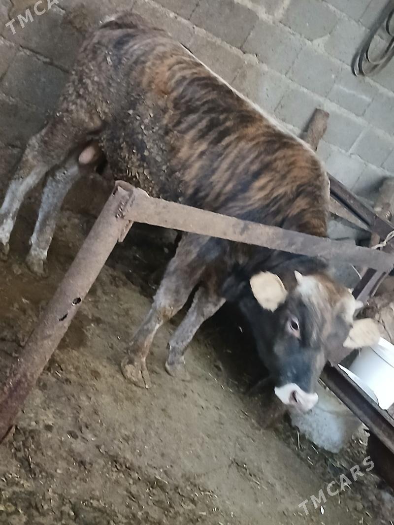 õkiz - Бахарден - img 1