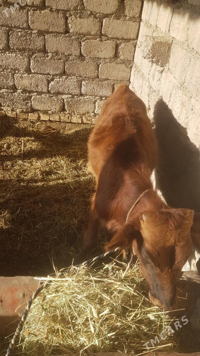 Öküzçe - Яшлык - img 6