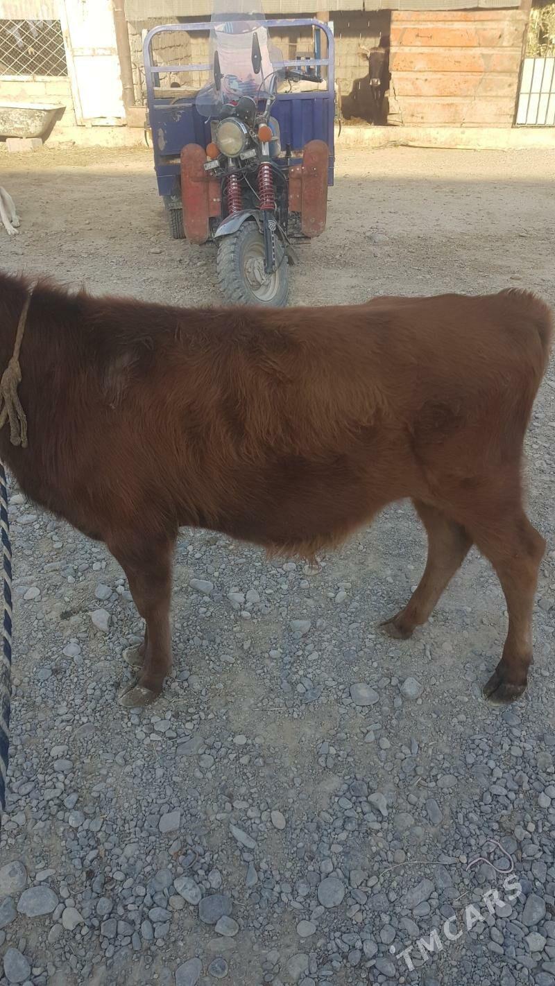 Öküzçe - Яшлык - img 8