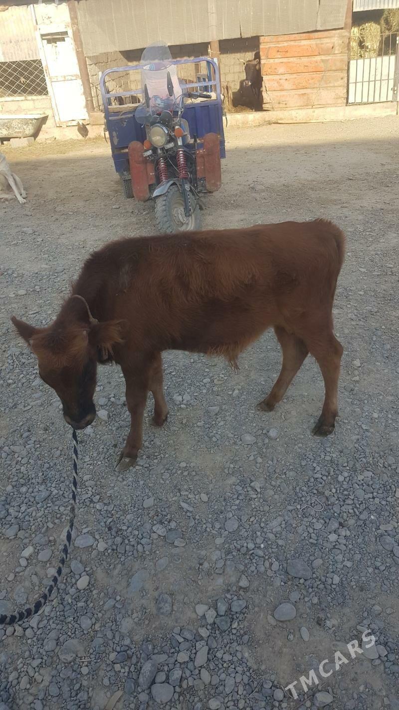 Öküzçe - Яшлык - img 7