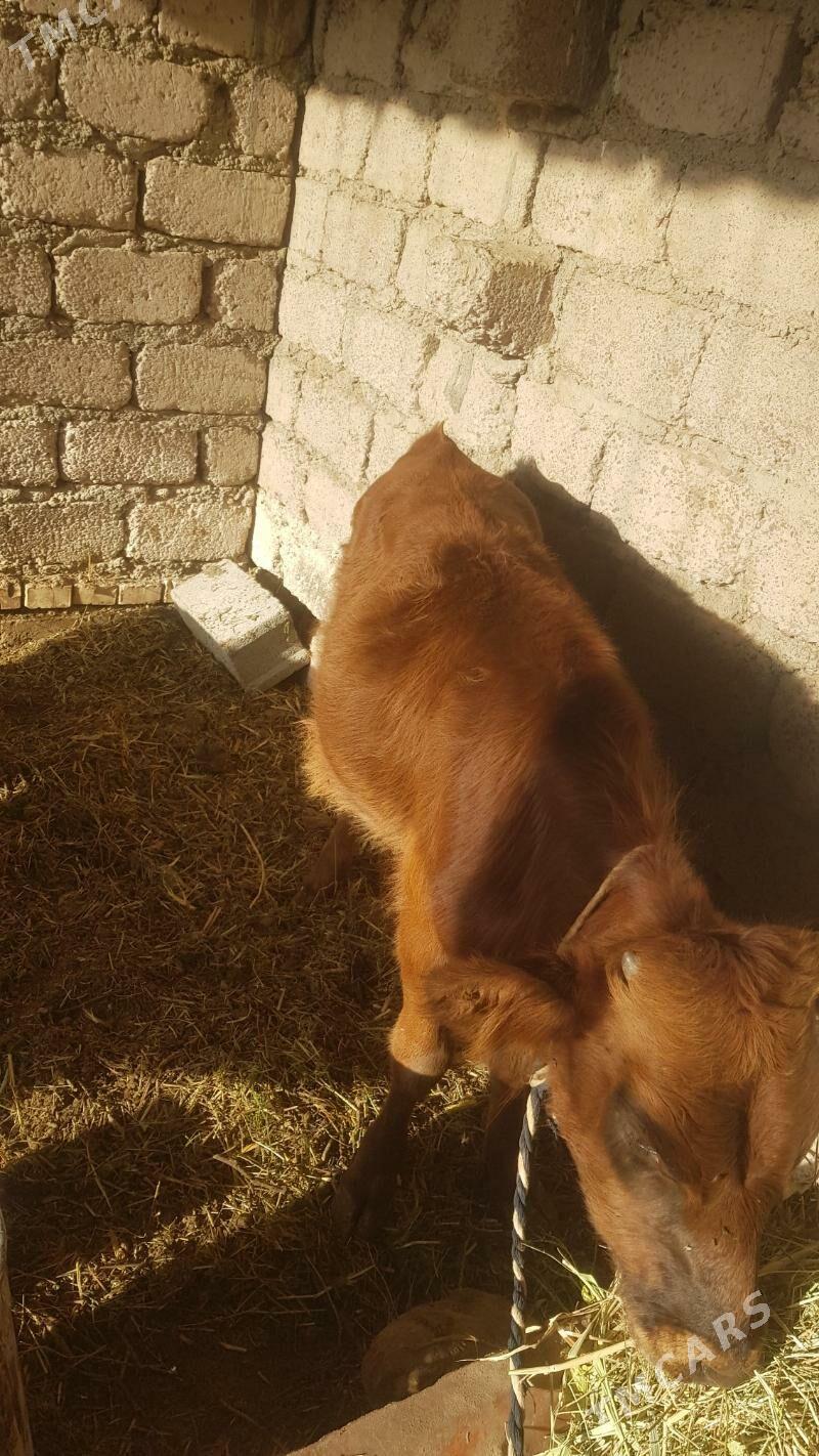 Öküzçe - Яшлык - img 5