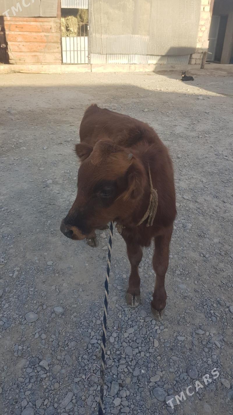 Öküzçe - Яшлык - img 1