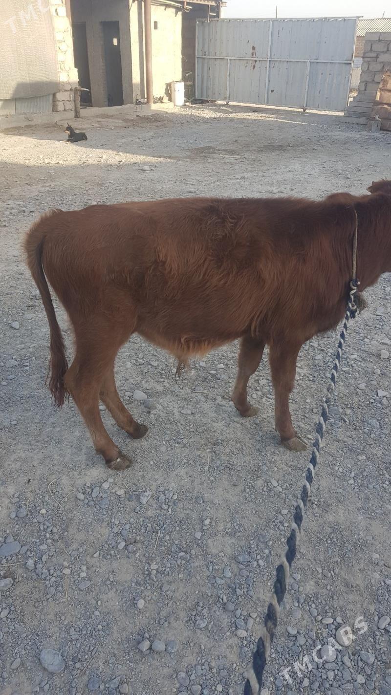 Öküzçe - Яшлык - img 2