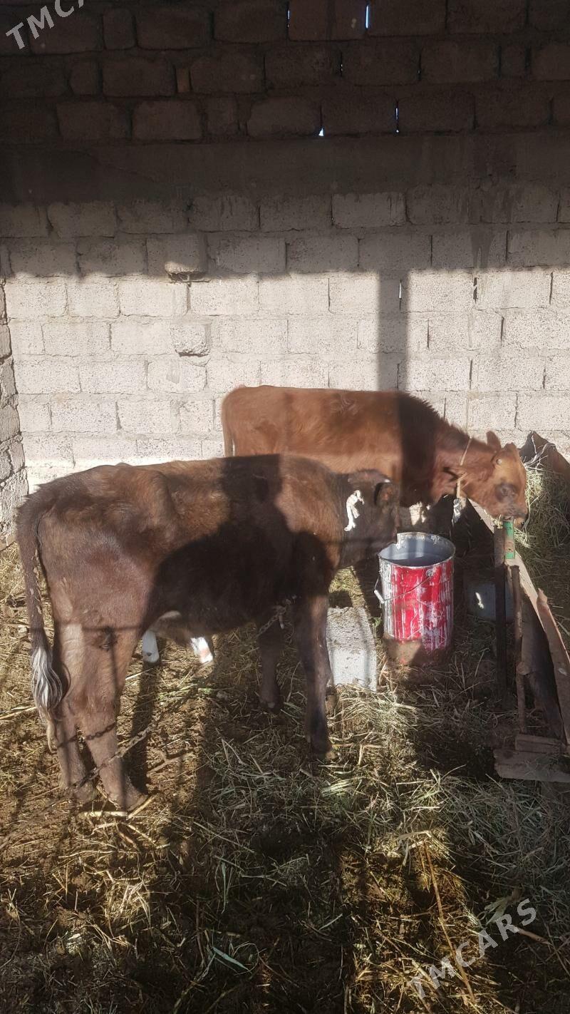 Öküzçe - Яшлык - img 4