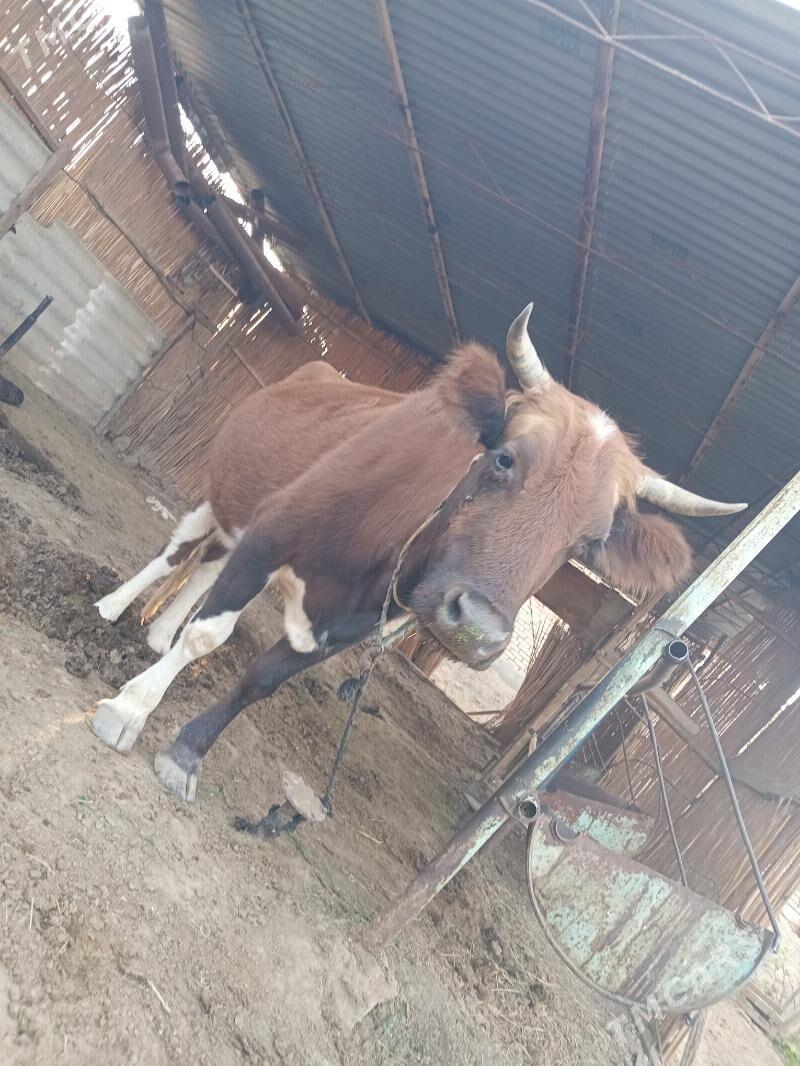 Göleli sygyr - Wekilbazar - img 1