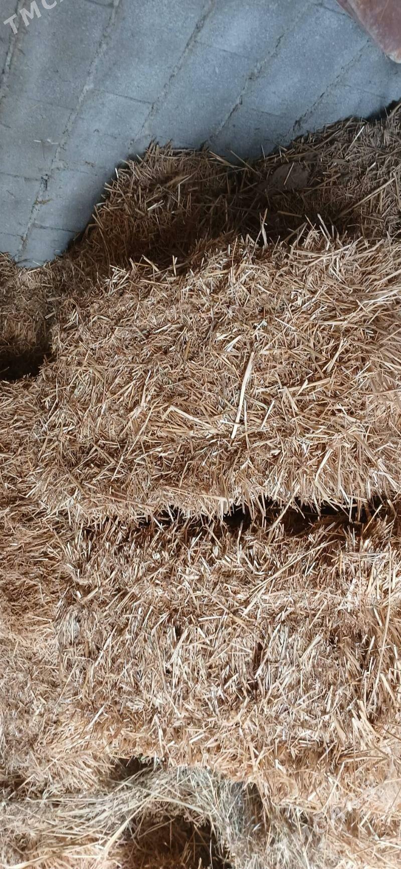 saman - Гёкдепе - img 2