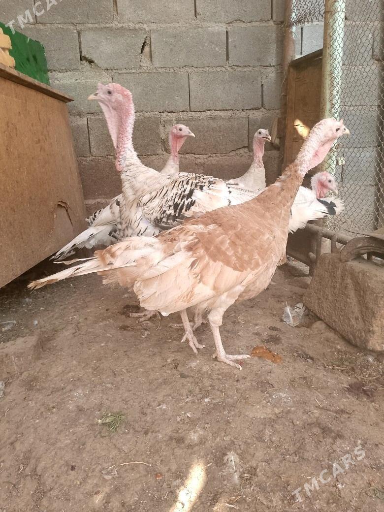 induk - Ашхабад - img 1