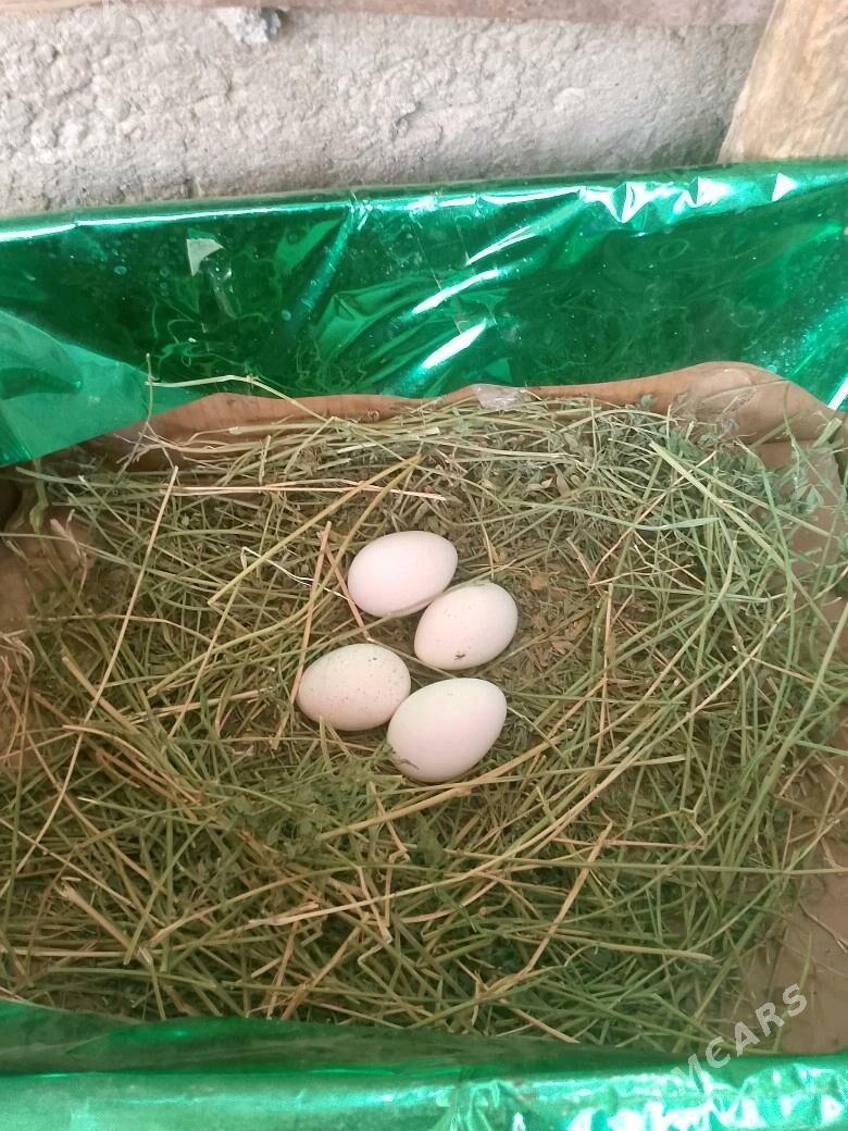 induk - Ашхабад - img 3