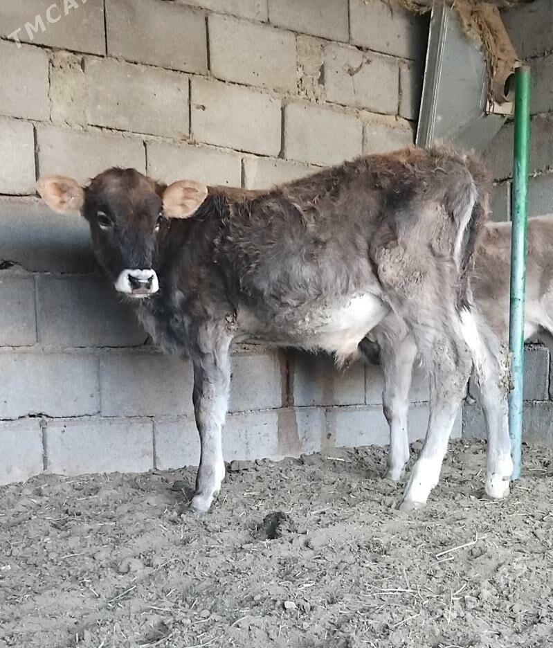 ŠWES OKUZ - Бузмеин - img 2