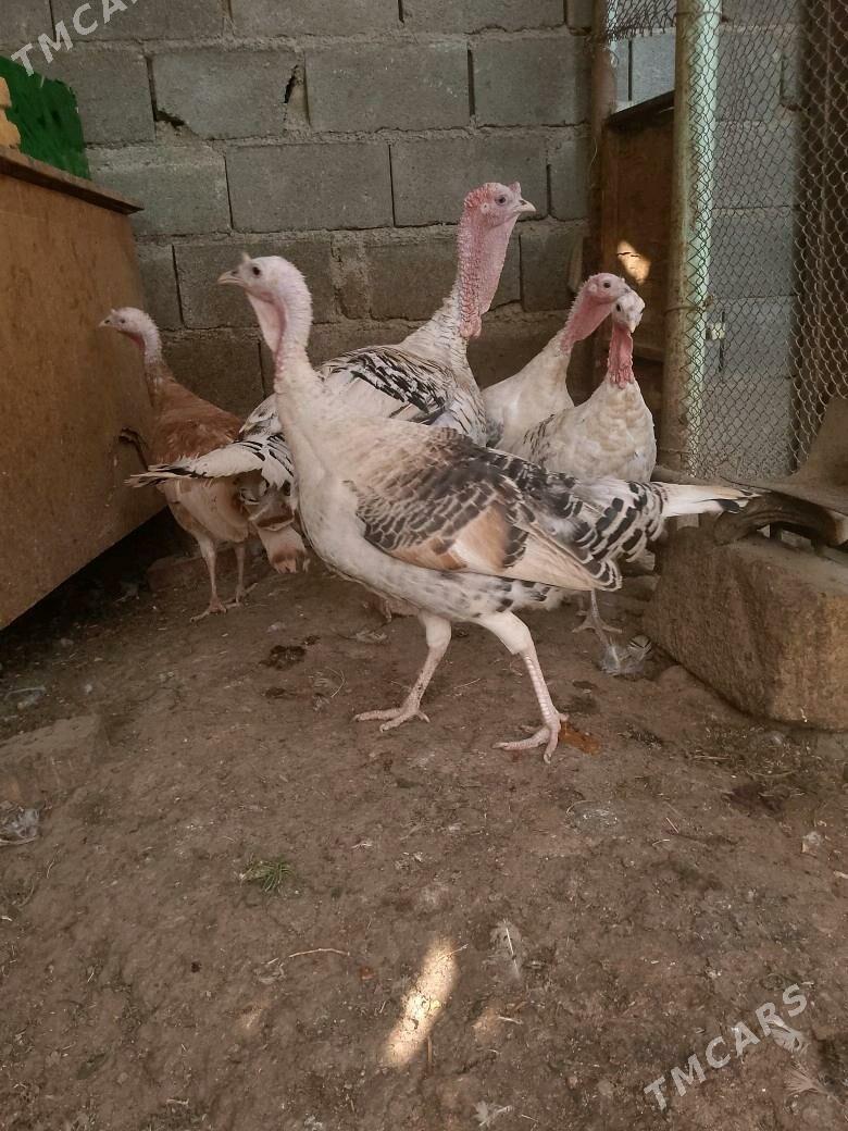 induk - Ашхабад - img 2