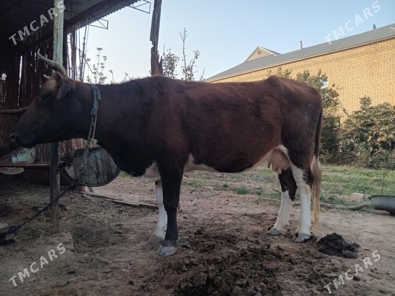 Göleli sygyr - Wekilbazar - img 3