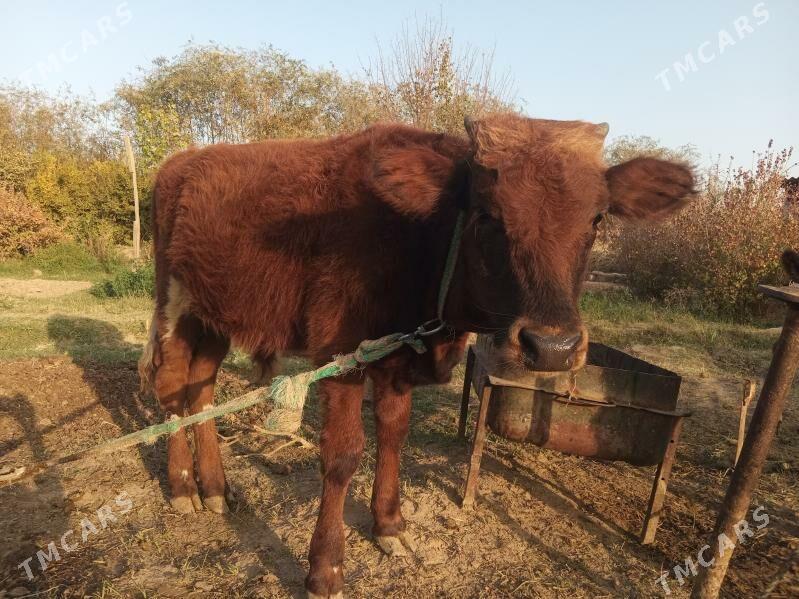 Göleli sygyr - Wekilbazar - img 4