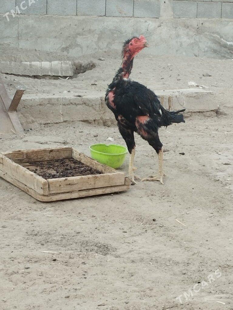 taskent - Бузмеин - img 2