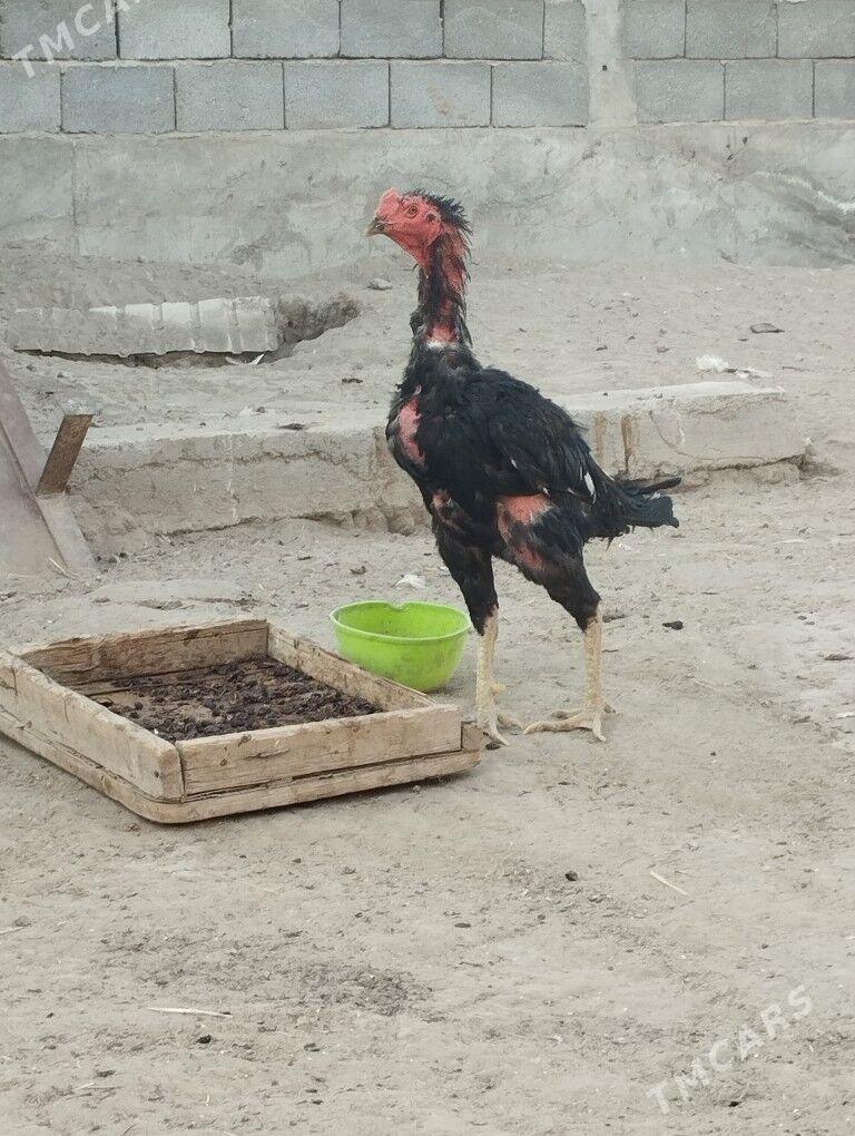 taskent - Бузмеин - img 1