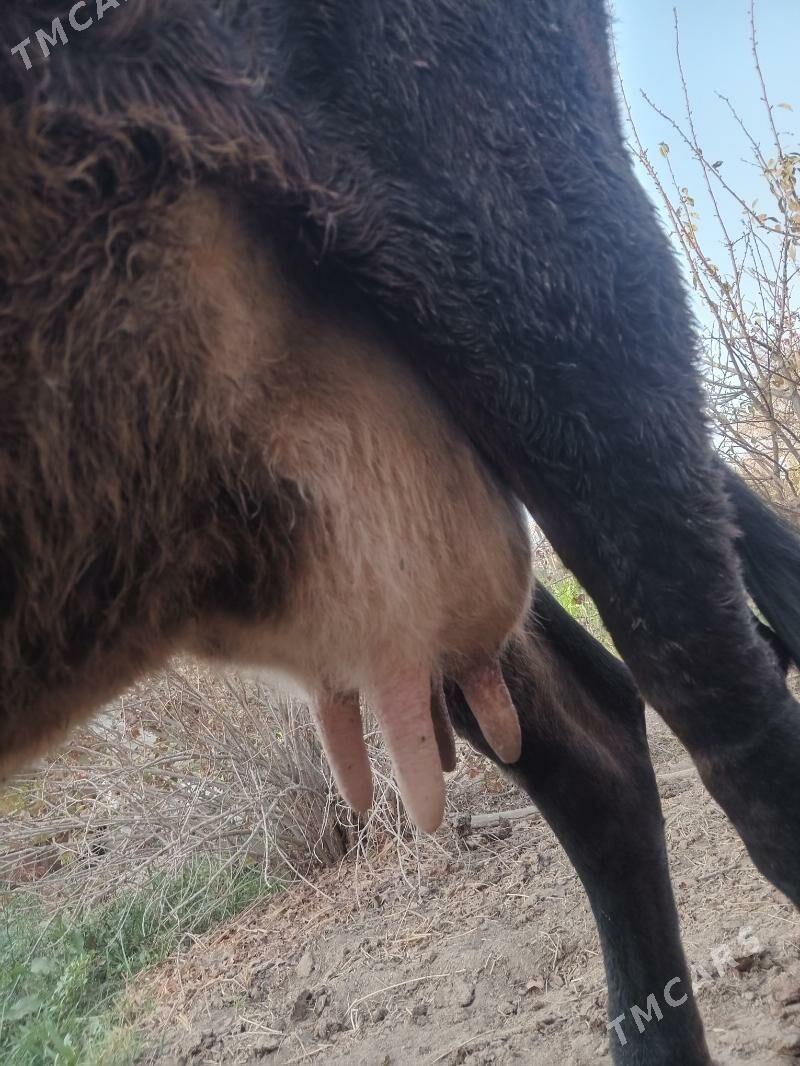 göleli sygyr - Wekilbazar - img 2