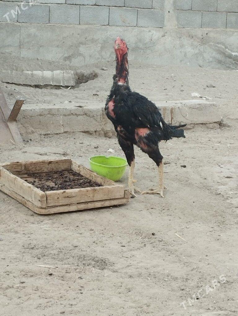 taskent - Бузмеин - img 4