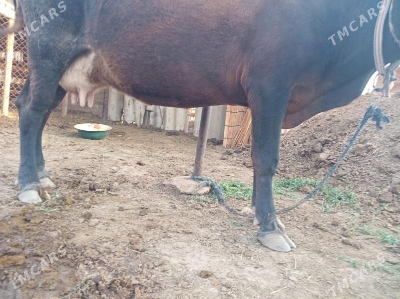 göleli sygyr - Wekilbazar - img 5