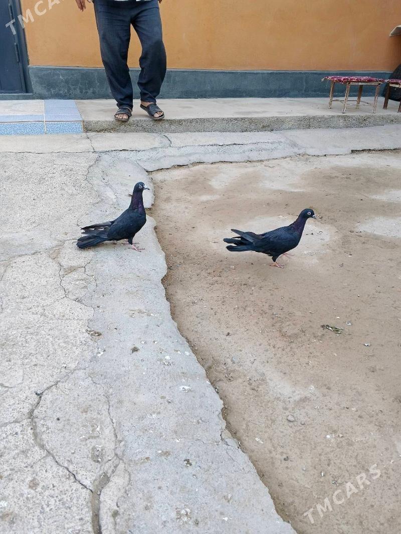 kepderi - Büzmeýin - img 4