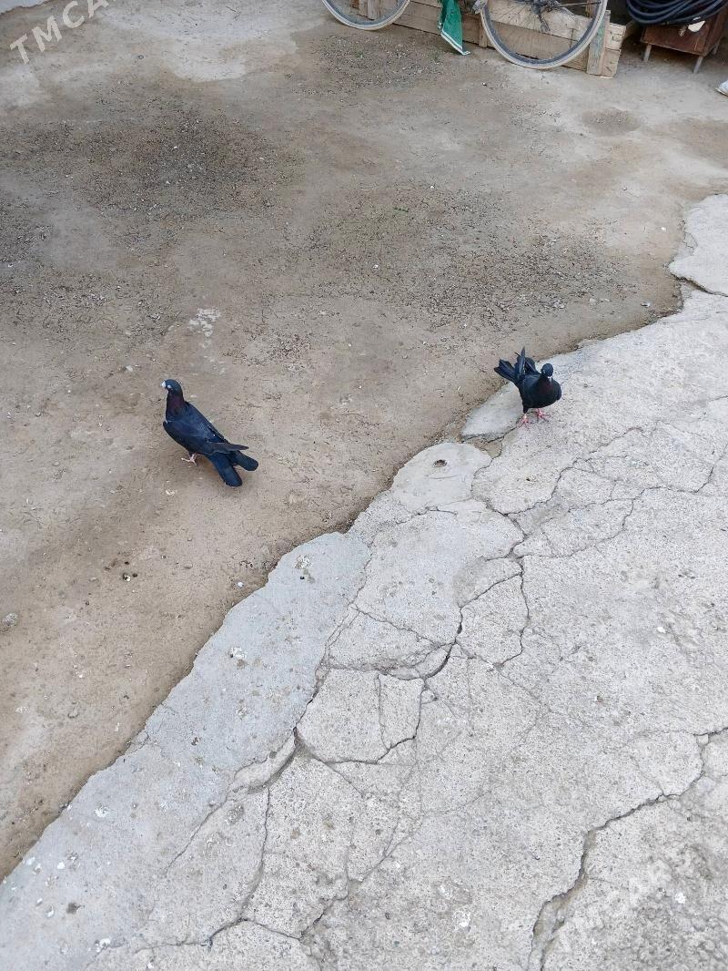 kepderi - Büzmeýin - img 3