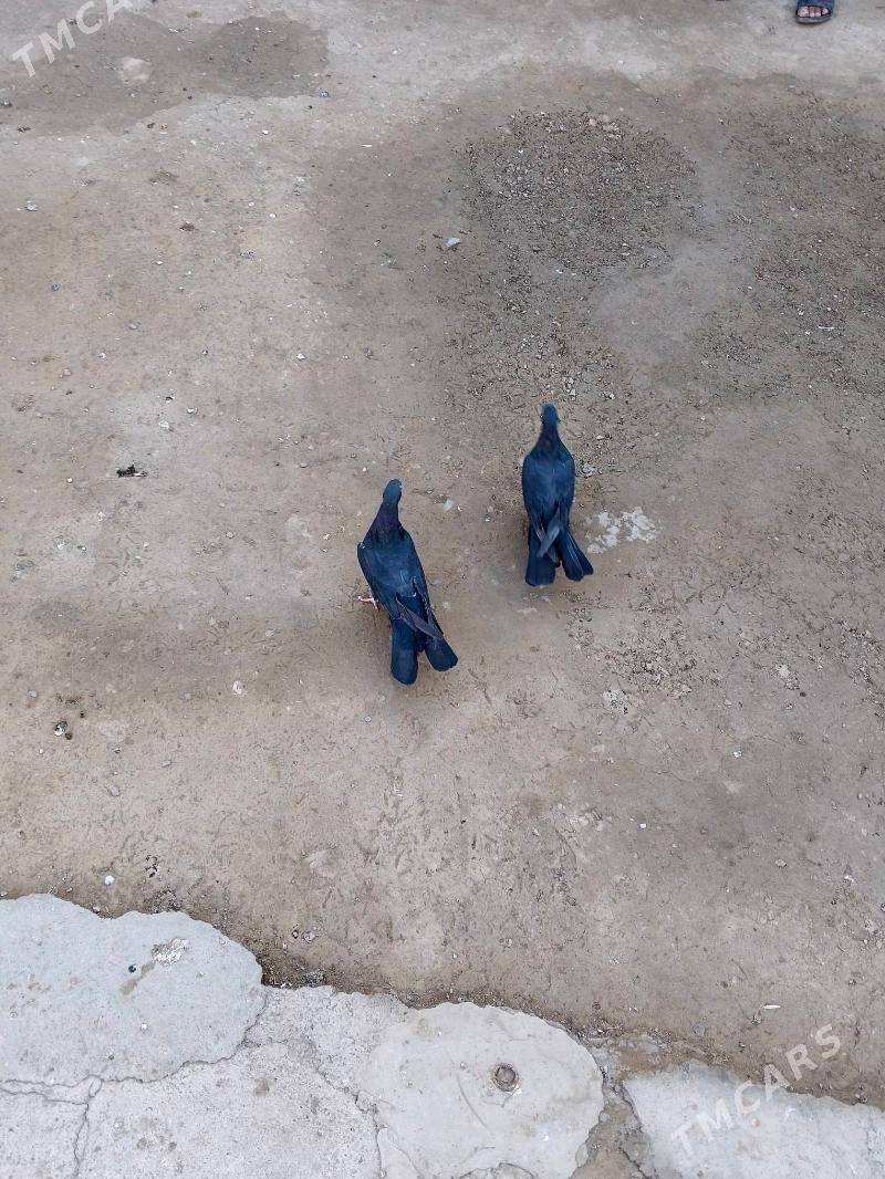 kepderi - Büzmeýin - img 2