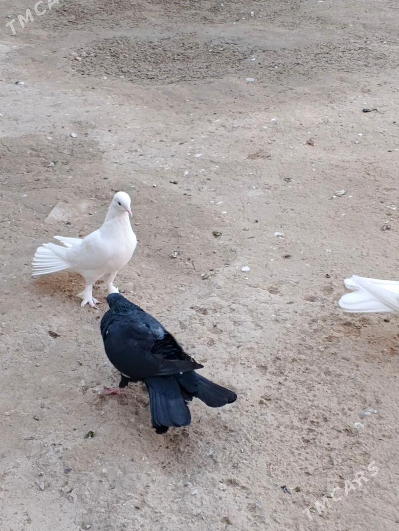 kepderi - Büzmeýin - img 6