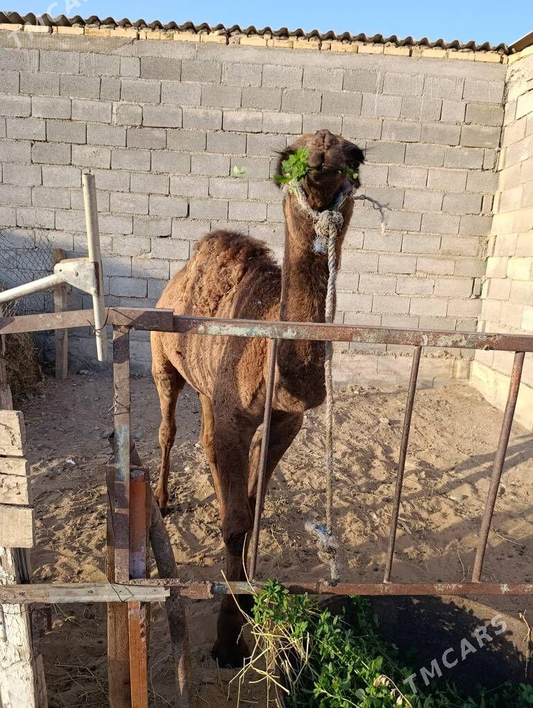 Ogşuk. - Гёкдепе - img 2