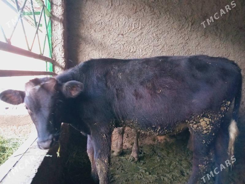 Okuz - Bagyr - img 3