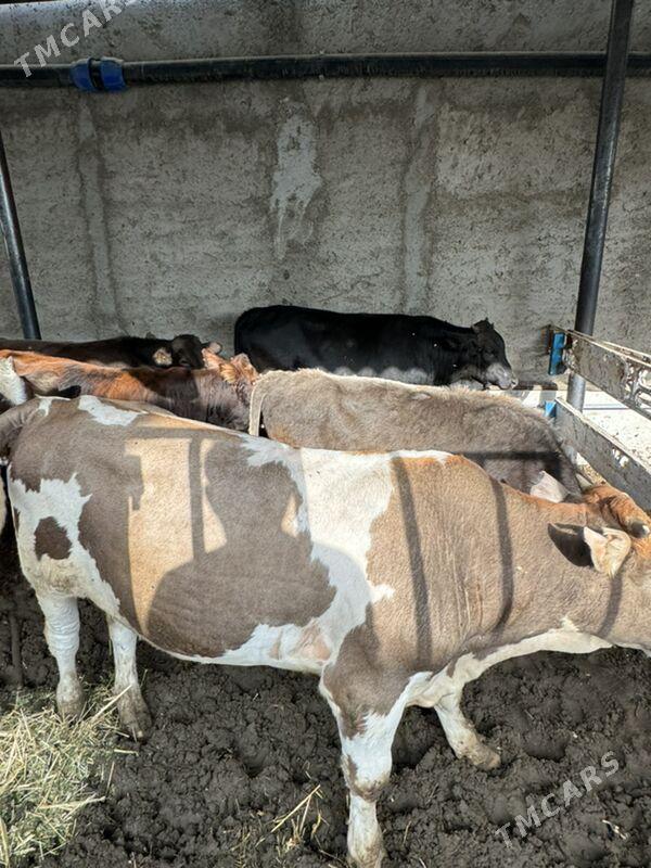 okuzceler - Чоганлы - img 6