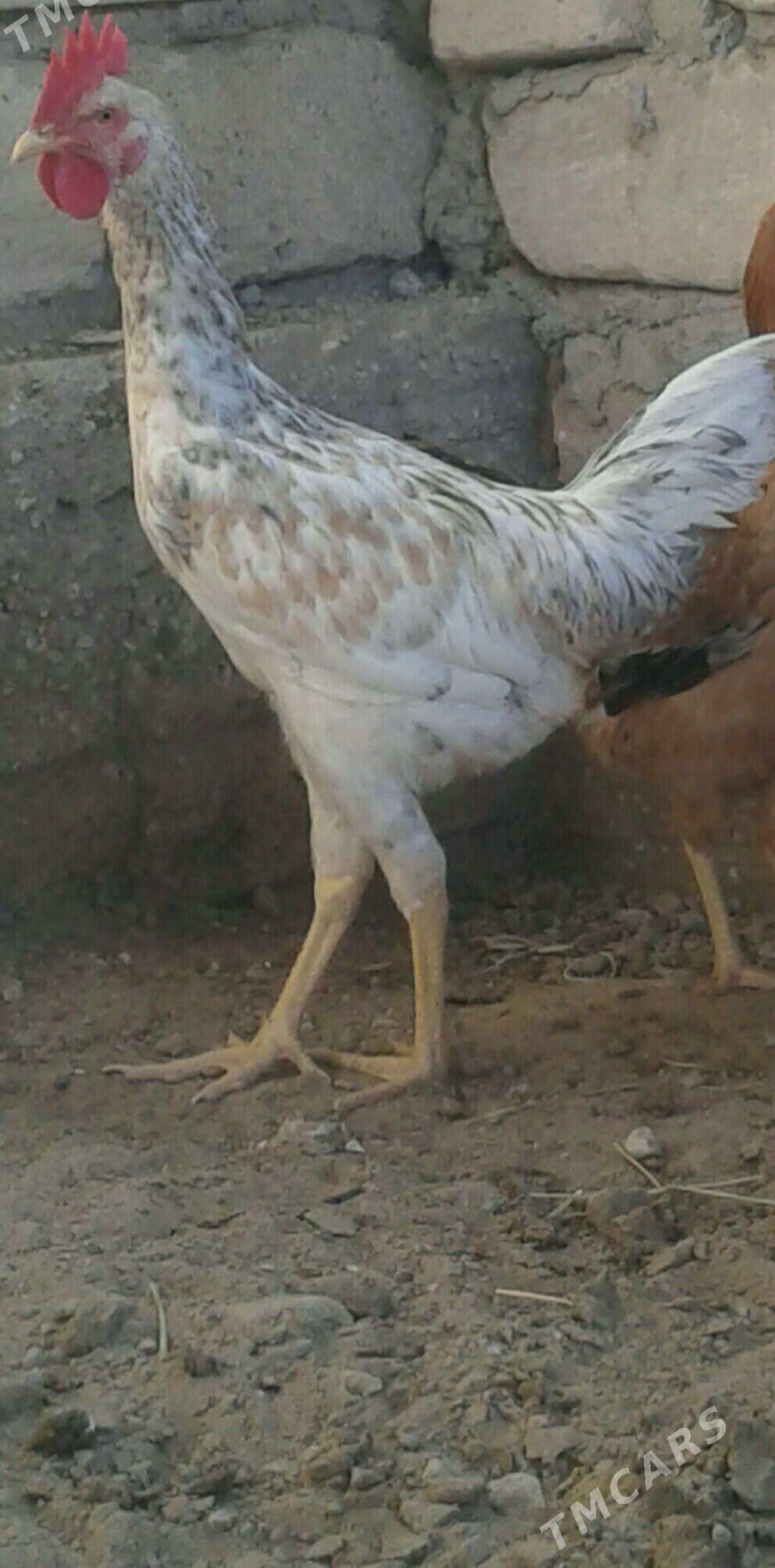 horaz armiyan - Балканабат - img 1